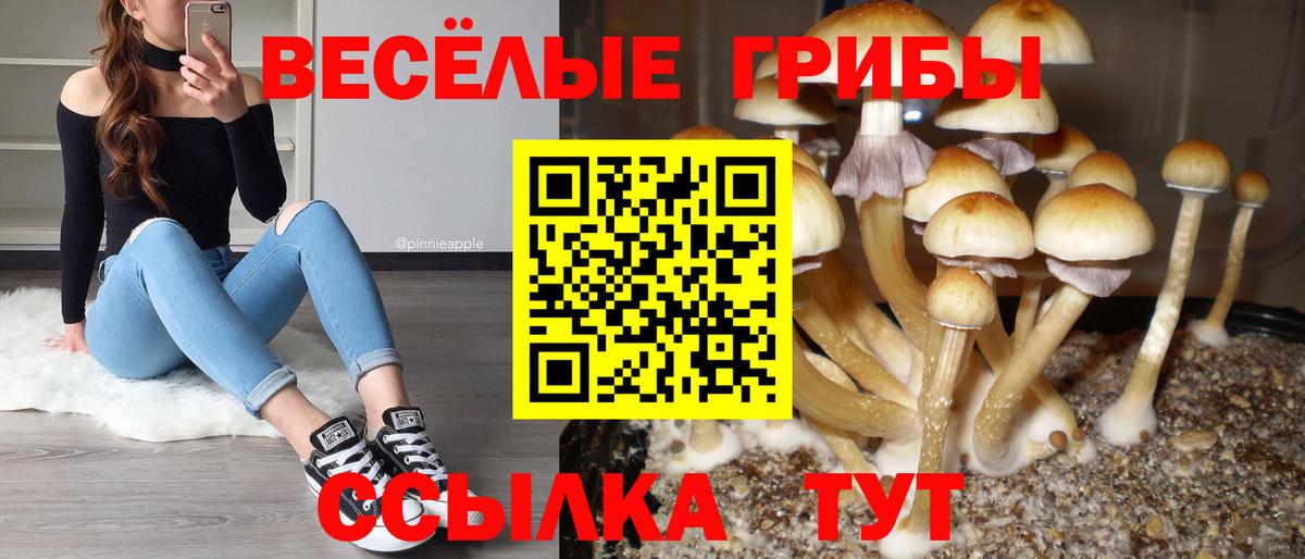 Псилоцибиновые грибы Psilocybine cubensis Нижний Новгород